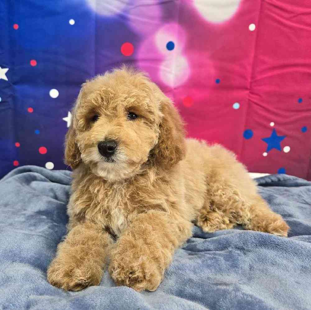 Male Mini Poodle Puppy for Sale in Virginia Beach, VA