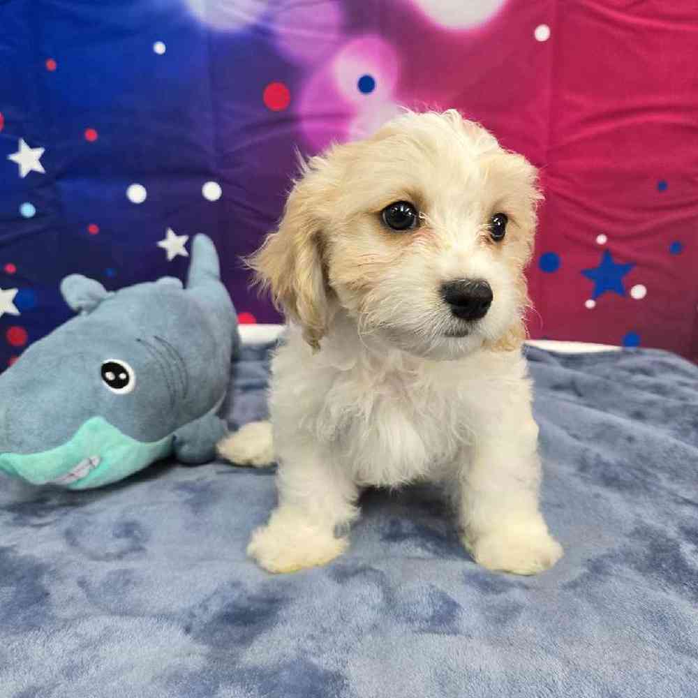 Female Cavachon Puppy for Sale in Virginia Beach, VA