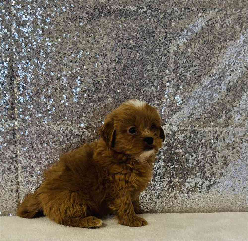 carousel pet images