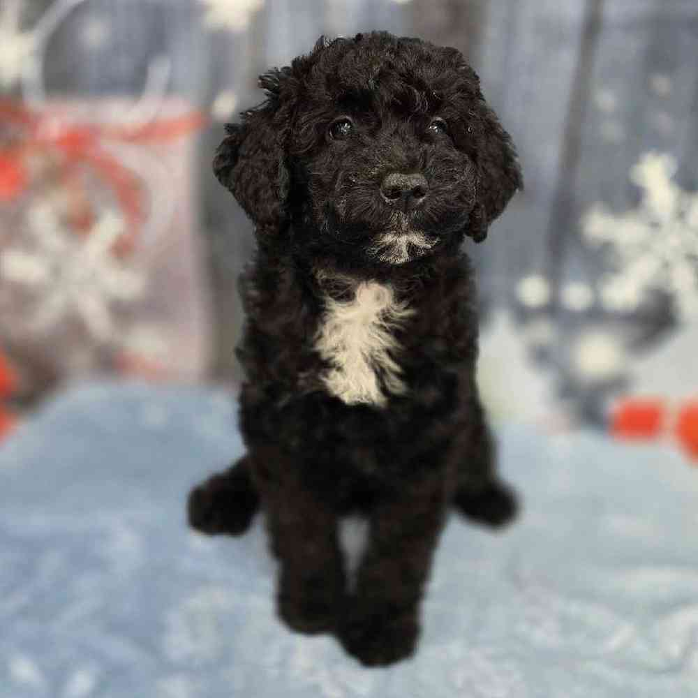 Female Mini Sheepadoodle Puppy for Sale in Virginia Beach, VA