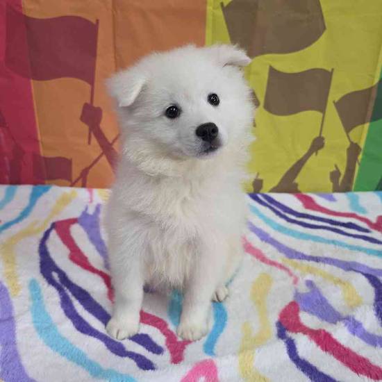 American Eskimo