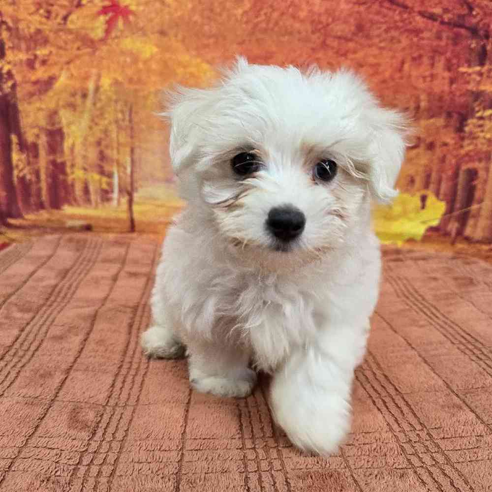 Male Maltese Puppy for Sale in Virginia Beach, VA