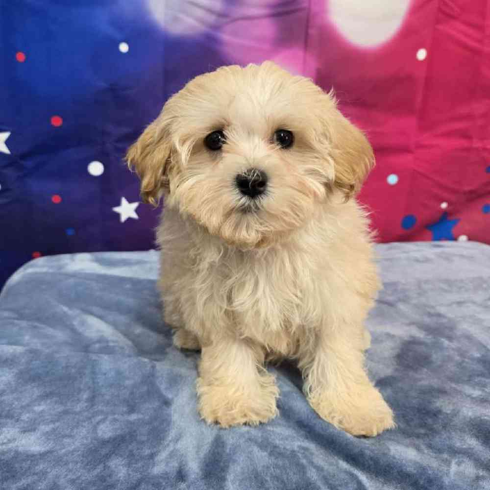 Male Maltipoo Puppy for Sale in Virginia Beach, VA