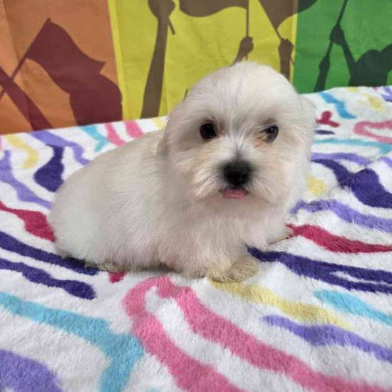 Maltese