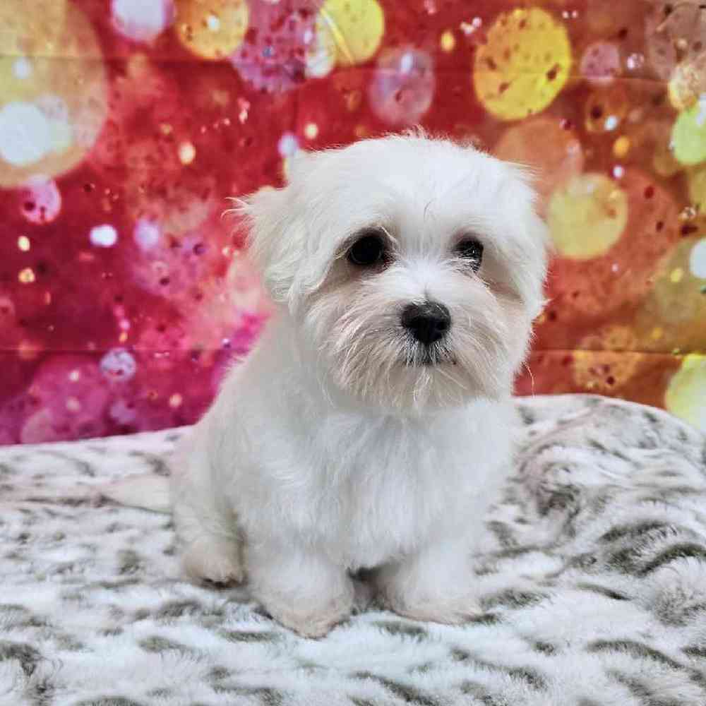 Female Maltese Puppy for Sale in Virginia Beach, VA