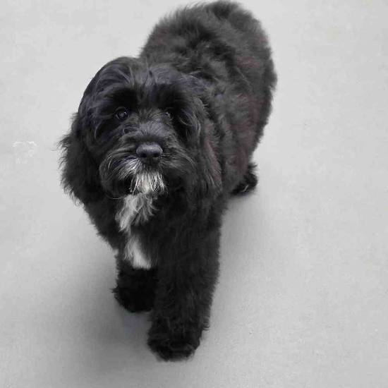 Cockapoo
