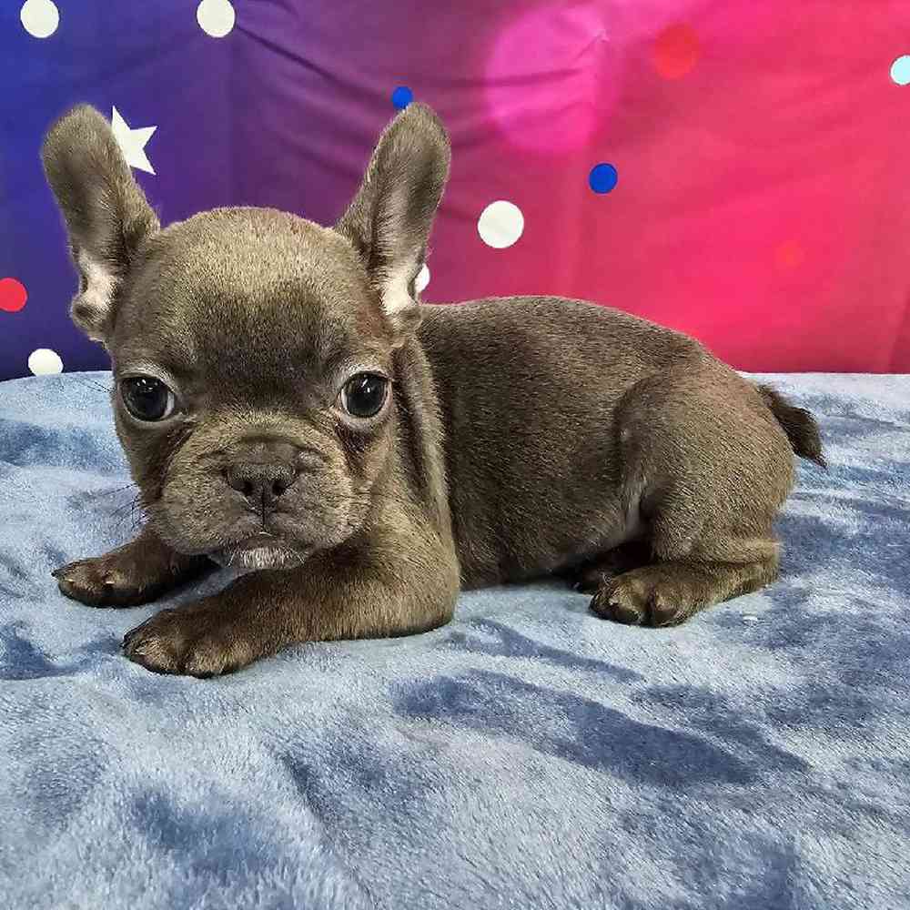 Female French Bulldog Puppy for Sale in Virginia Beach, VA