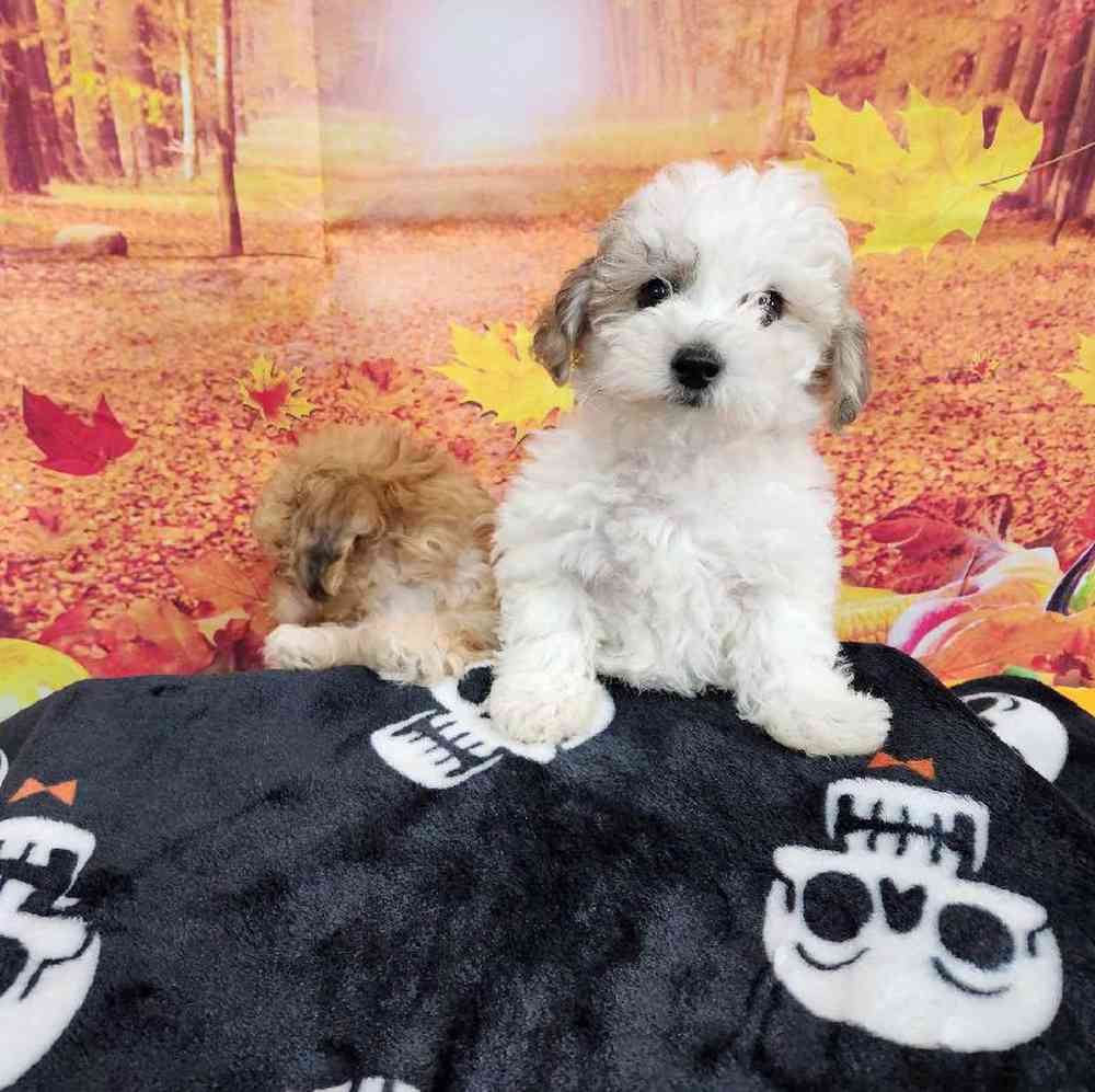 Male Bichonpoo Puppy for Sale in Virginia Beach, VA