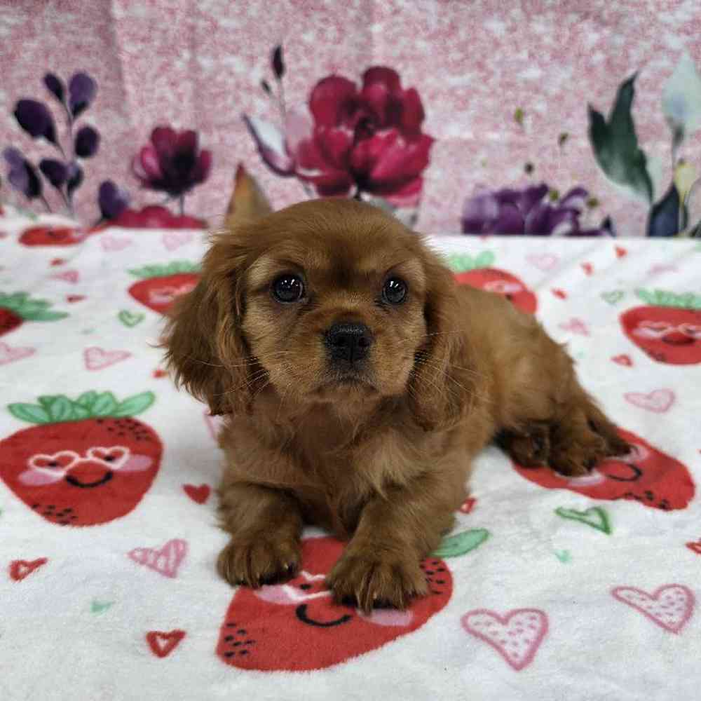 Female Cavalier King Charles Spaniel Puppy for Sale in Virginia Beach, VA