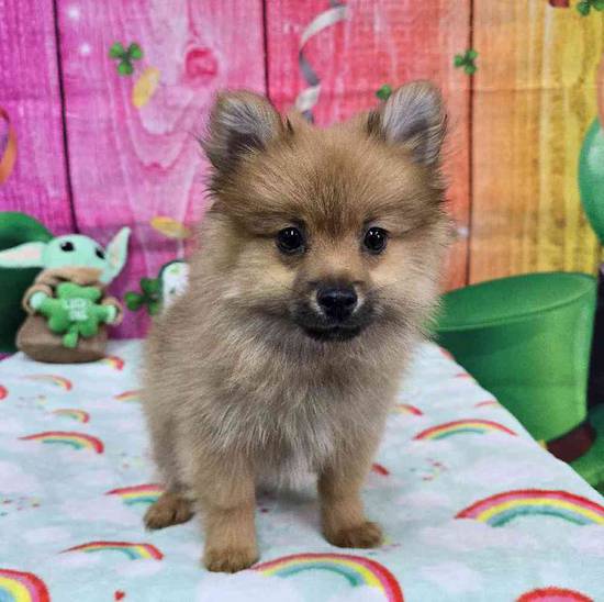 Pomeranian