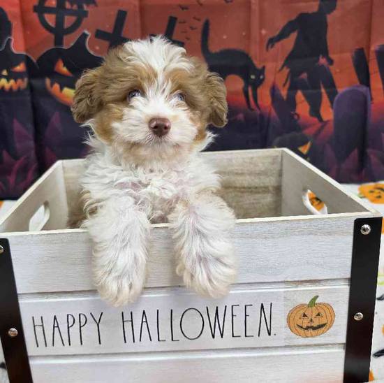 Mini Aussie Poo
