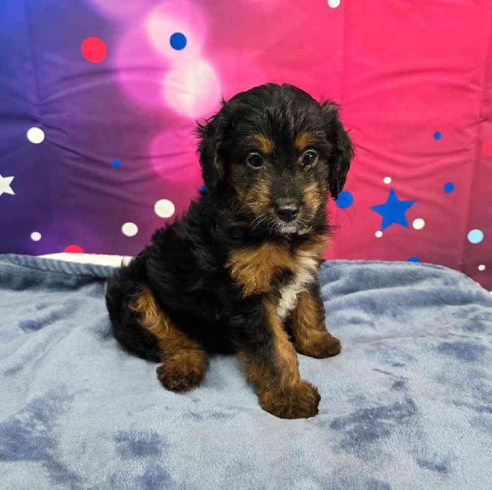 Male Mini Aussiedoodle Puppy for Sale in Virginia Beach, VA