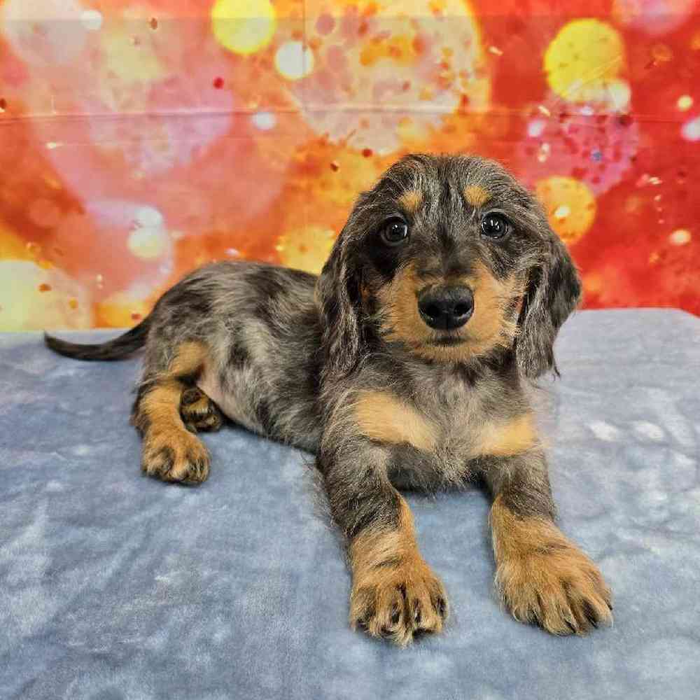 Male Dachshund Puppy for Sale in Virginia Beach, VA