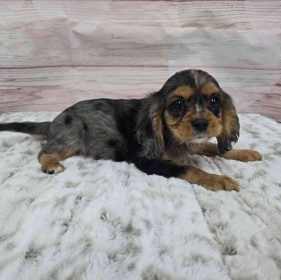 Cavalier King Charles Spaniel