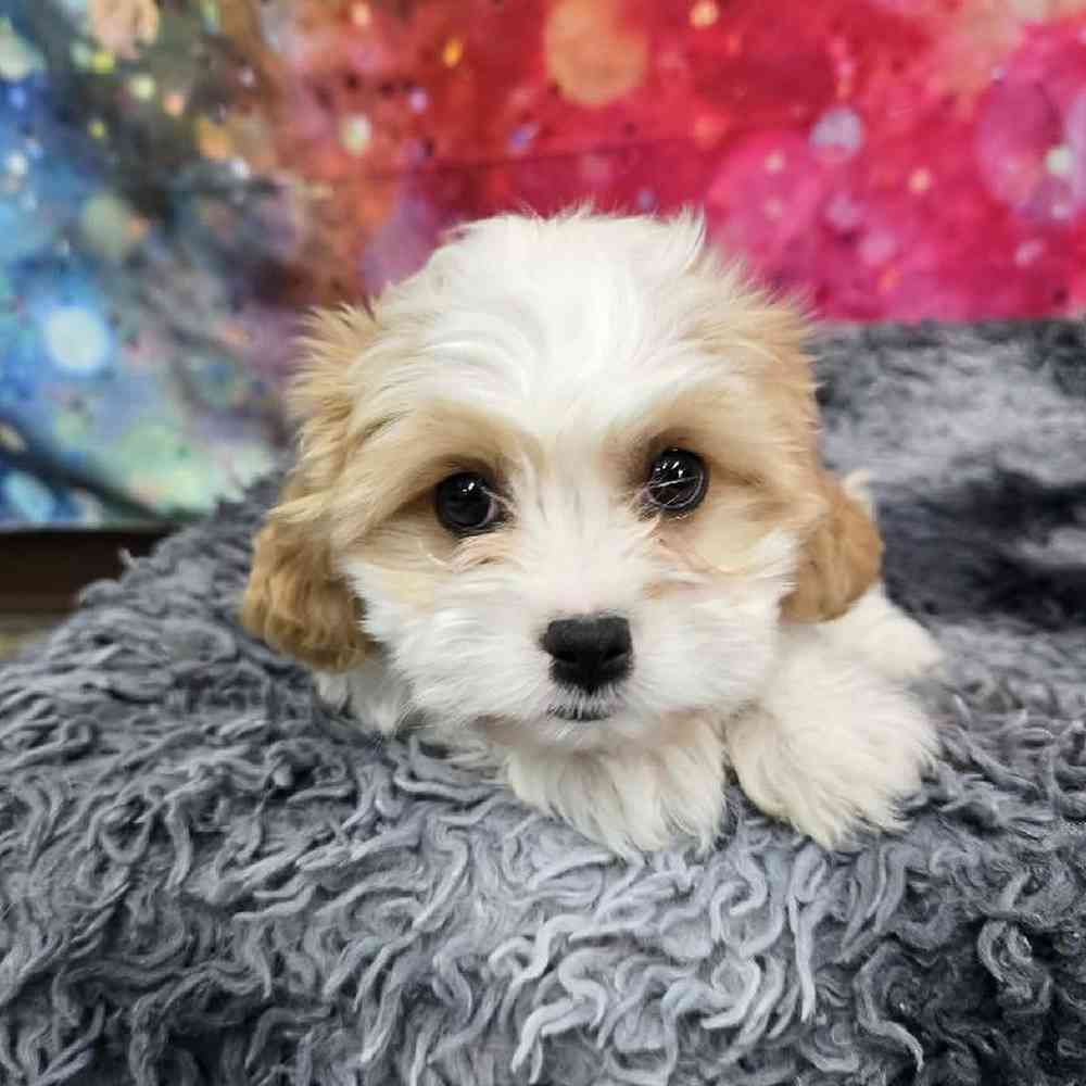 Female Cavachon Puppy for Sale in Virginia Beach, VA