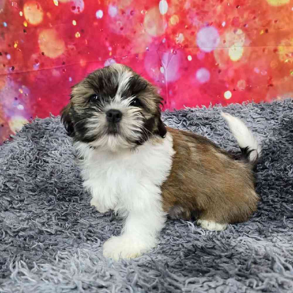 Male Shih Tzu Puppy for Sale in Virginia Beach, VA