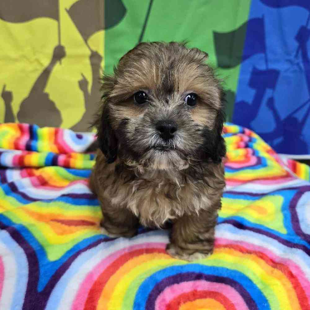 Male Shipoo Puppy for Sale in Virginia Beach, VA