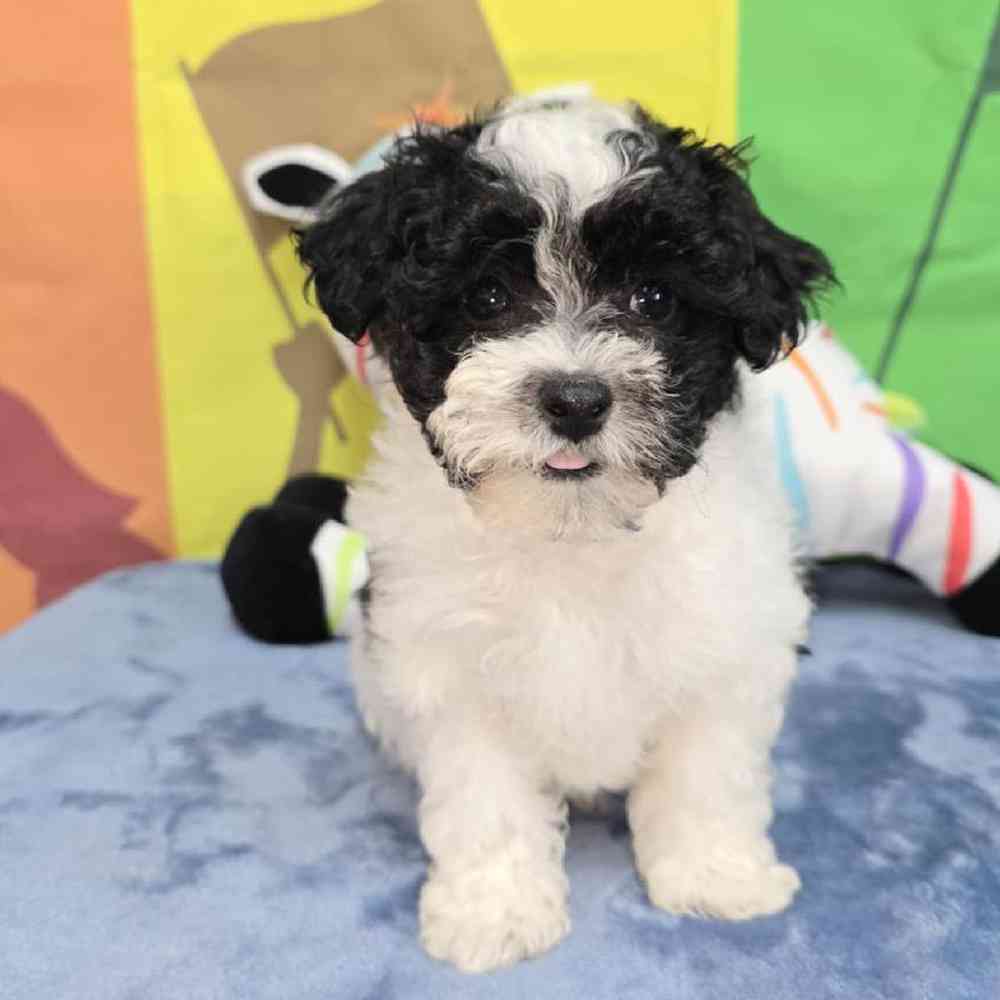 Male Maltipoo Puppy for Sale in Virginia Beach, VA