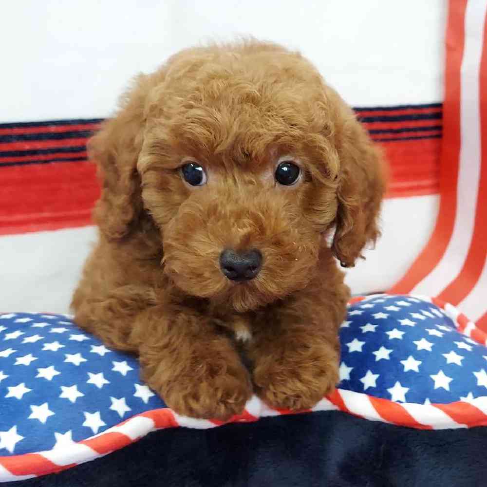 Male Mini Poodle Puppy for sale