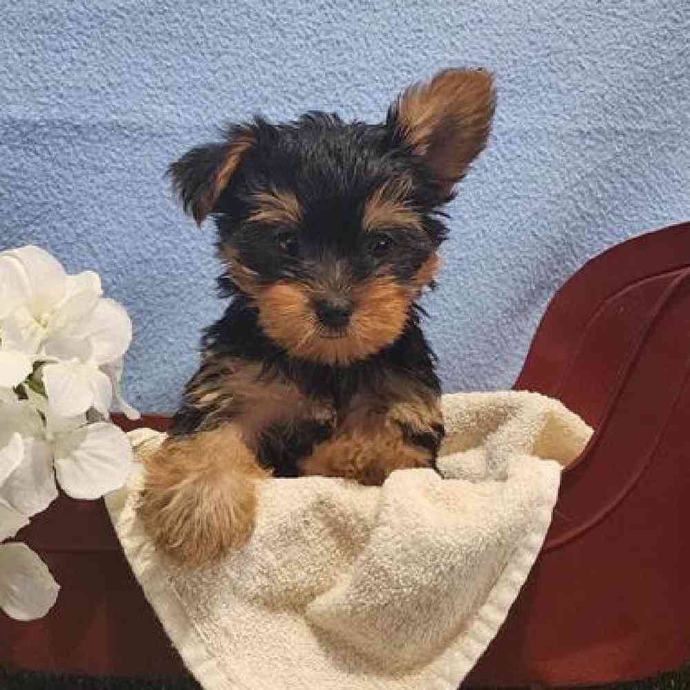 Male Yorkie Puppy for Sale in Virginia Beach, VA