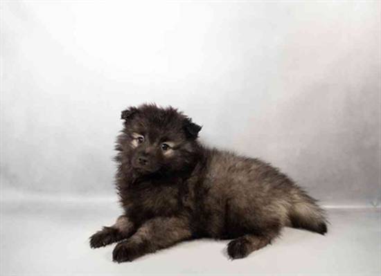 Keeshond