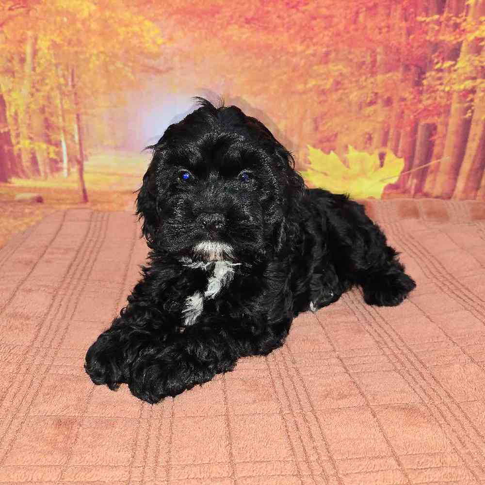 Male Cockapoo Puppy for Sale in Virginia Beach, VA
