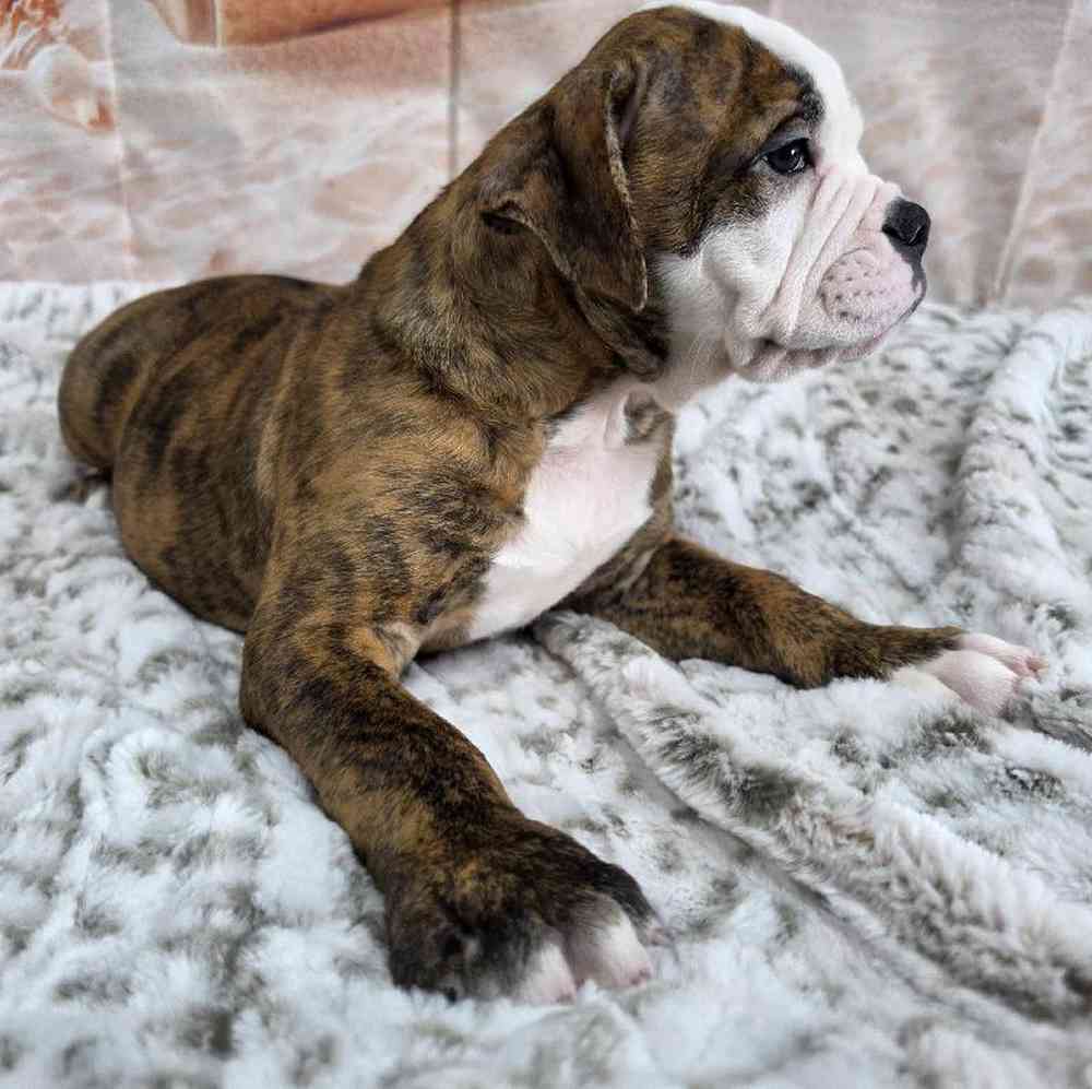 Male Old English Bulldog Puppy for Sale in Virginia Beach, VA