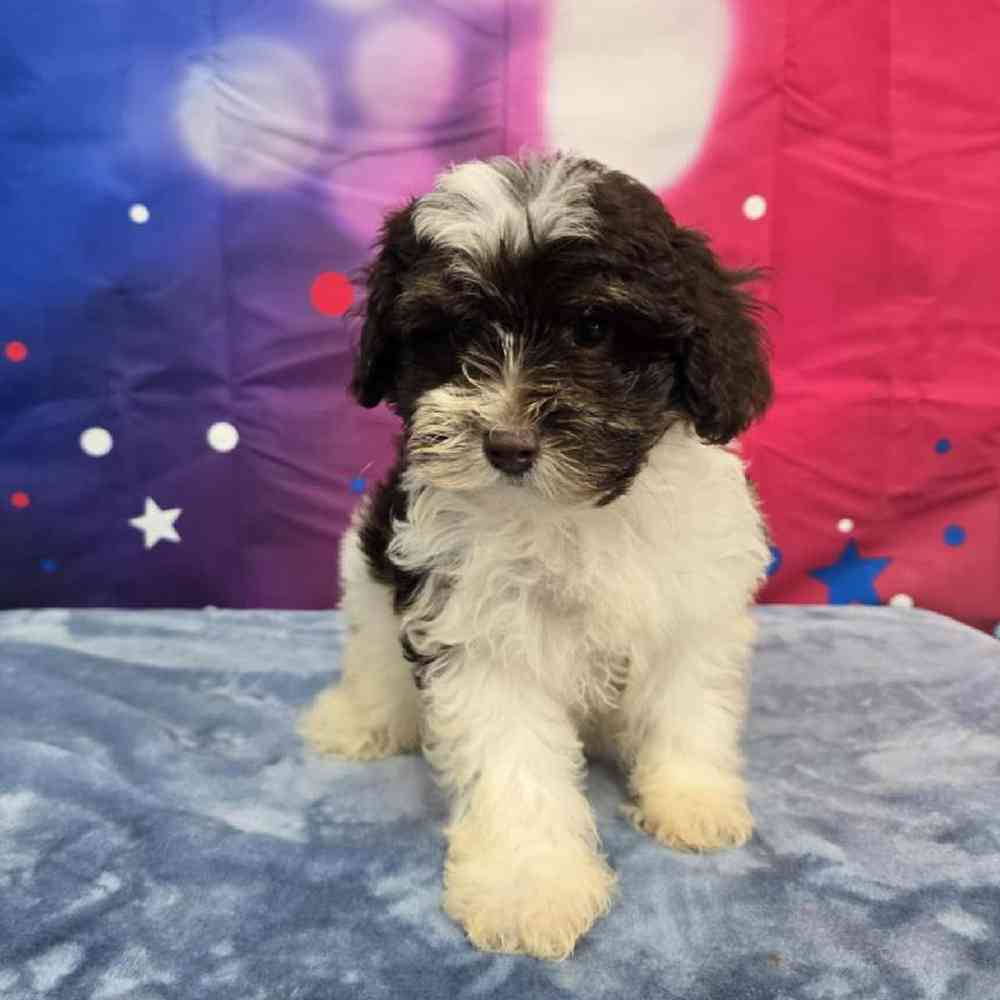 Female Schnoodle Puppy for Sale in Virginia Beach, VA