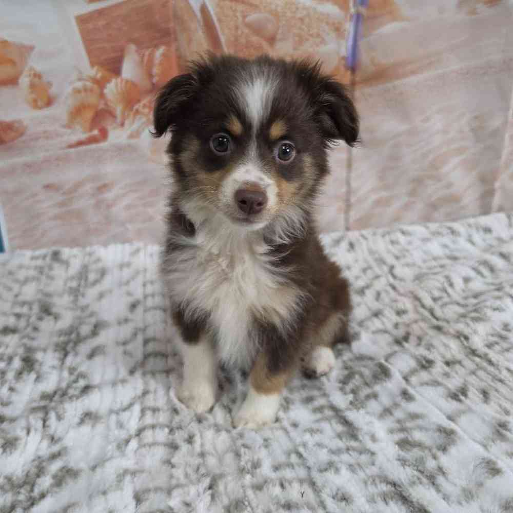 Female Mini Aussie Puppy for Sale in Virginia Beach, VA