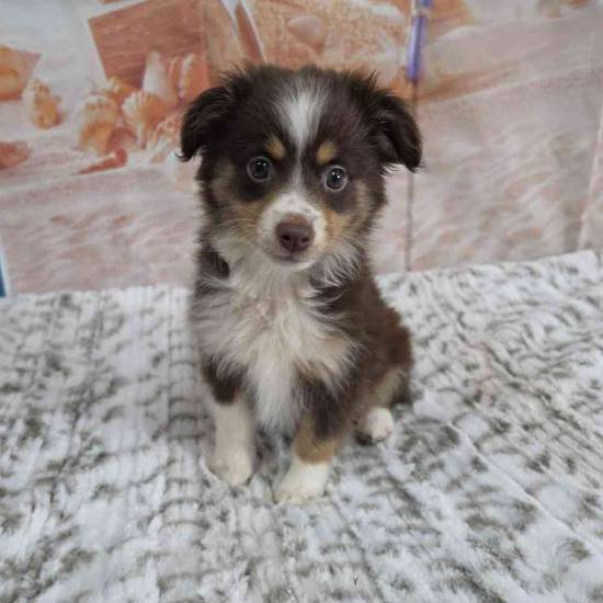 Mini Aussie