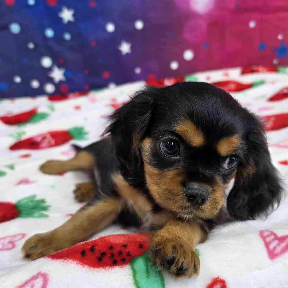Male Cavalier King Charles Spaniel Puppy for Sale in Virginia Beach, VA