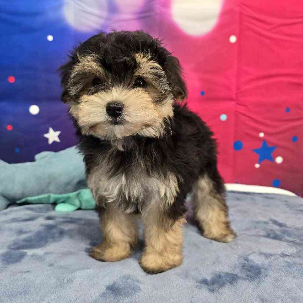 Male Morkie Puppy for Sale in Virginia Beach, VA