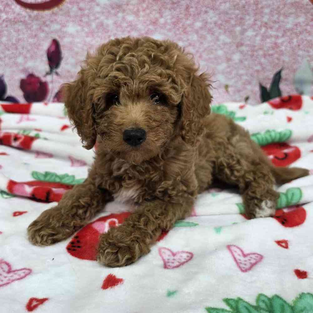 carousel pet images