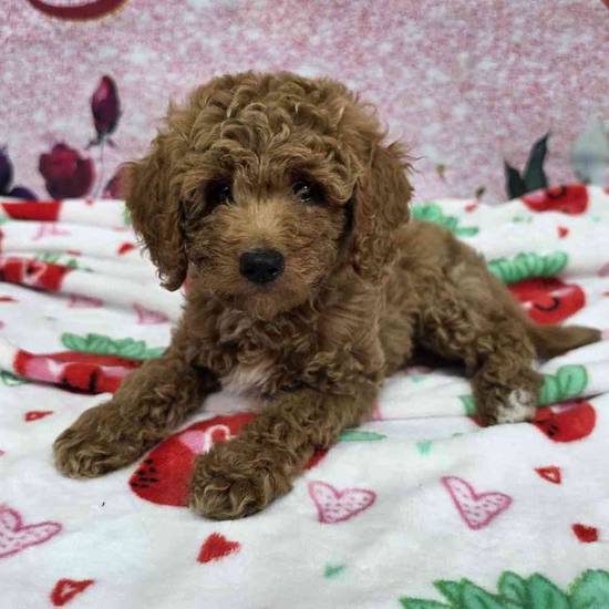 Mini Goldendoodle
