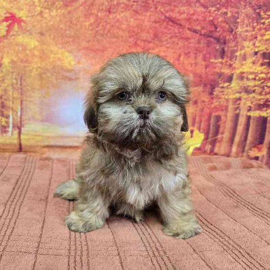 Shih Tzu