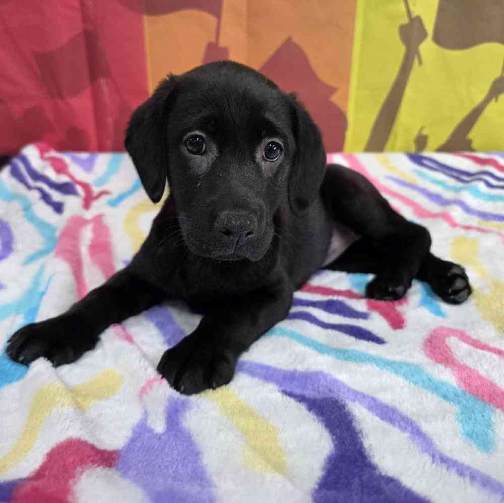 Female Labrador Retriever Puppy for Sale in Virginia Beach, VA