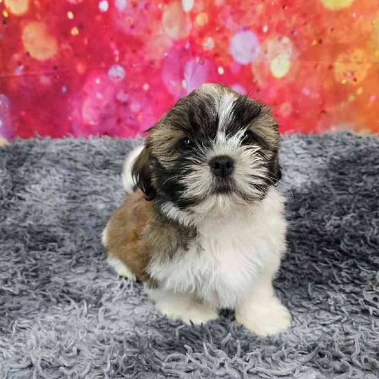 Shih Tzu
