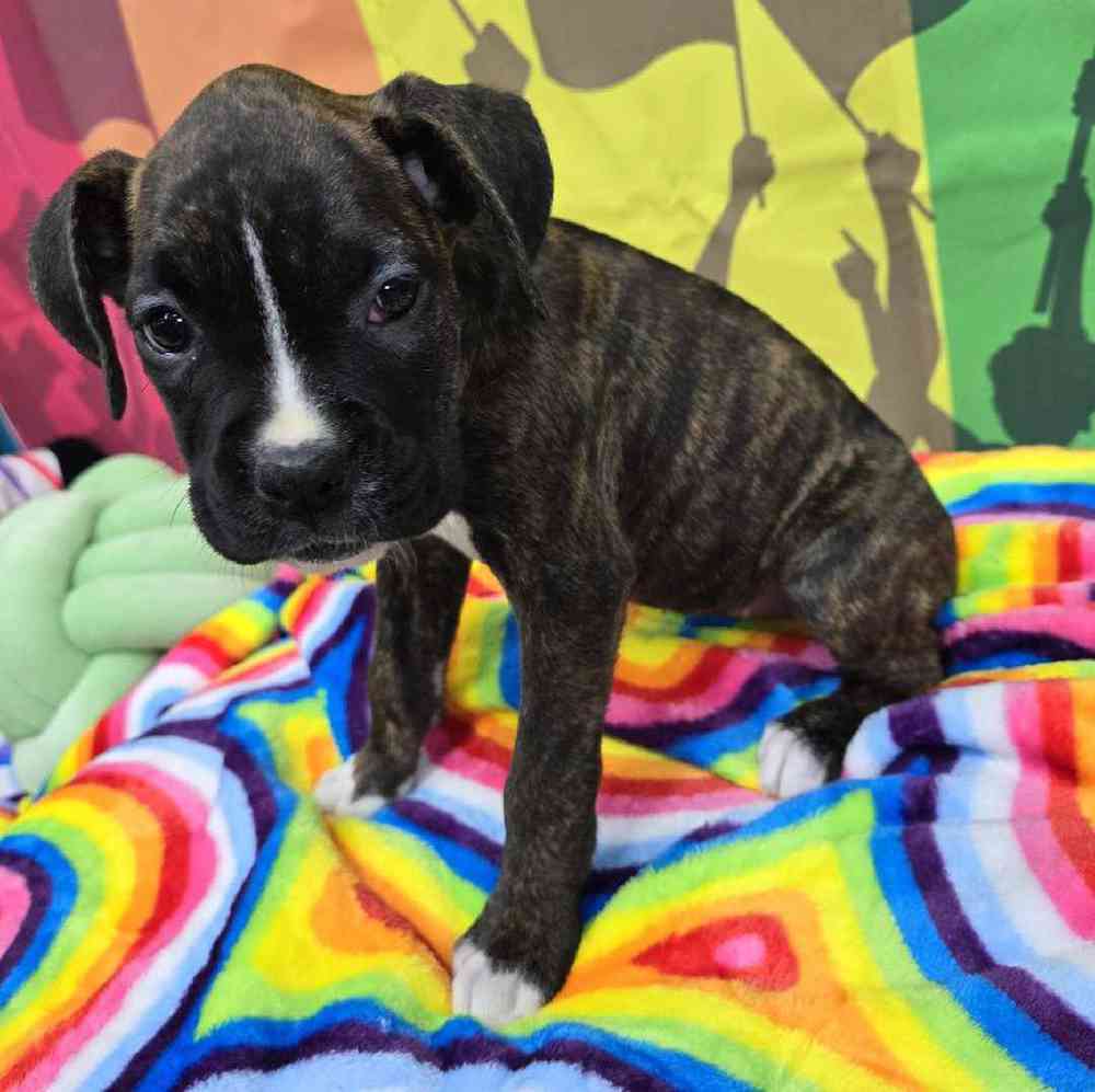 Female Boxer Puppy for Sale in Virginia Beach, VA