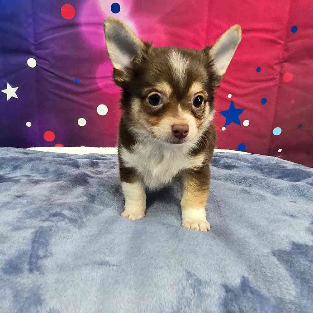 Male Chihuahua Puppy for Sale in Virginia Beach, VA