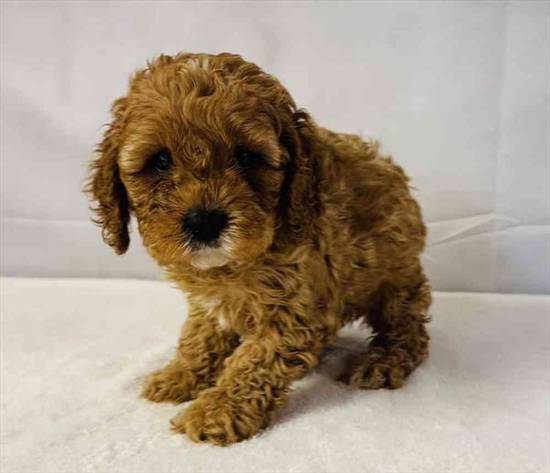 Cavapoo
