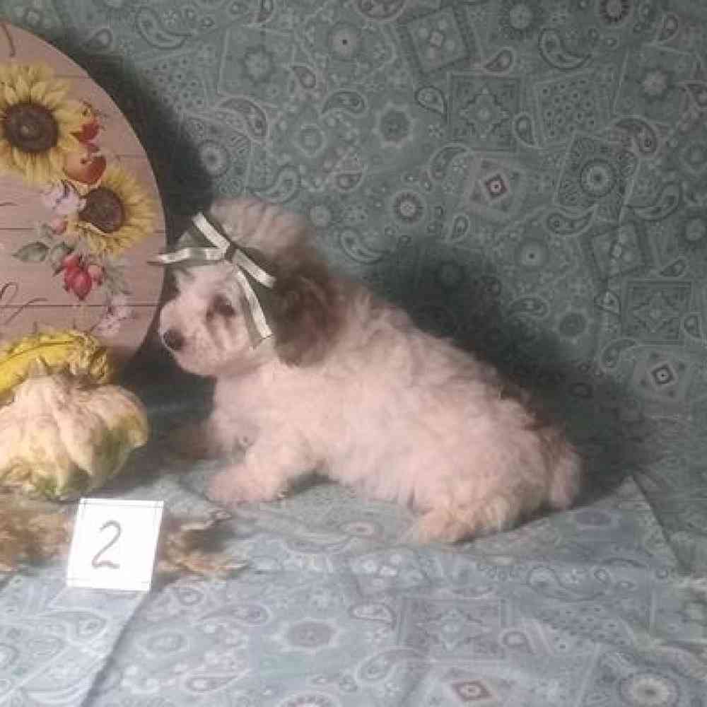 Male Bichonpoo Puppy for Sale in Virginia Beach, VA