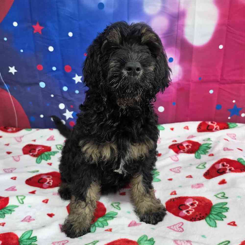 Male Goldendoodle Puppy for Sale in Virginia Beach, VA