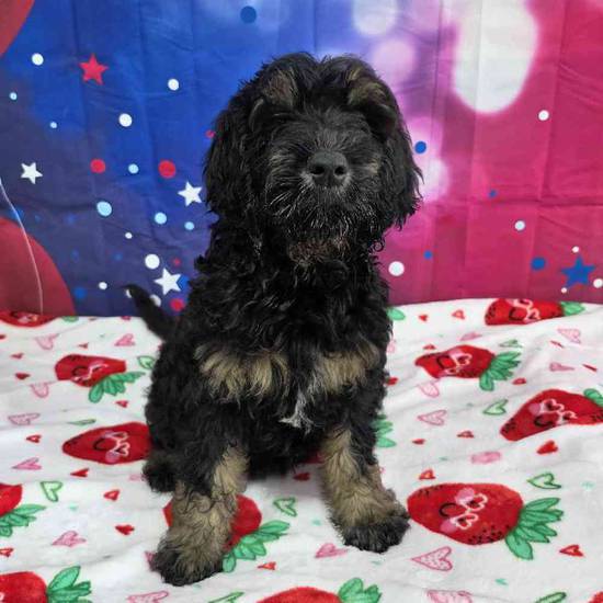 Goldendoodle