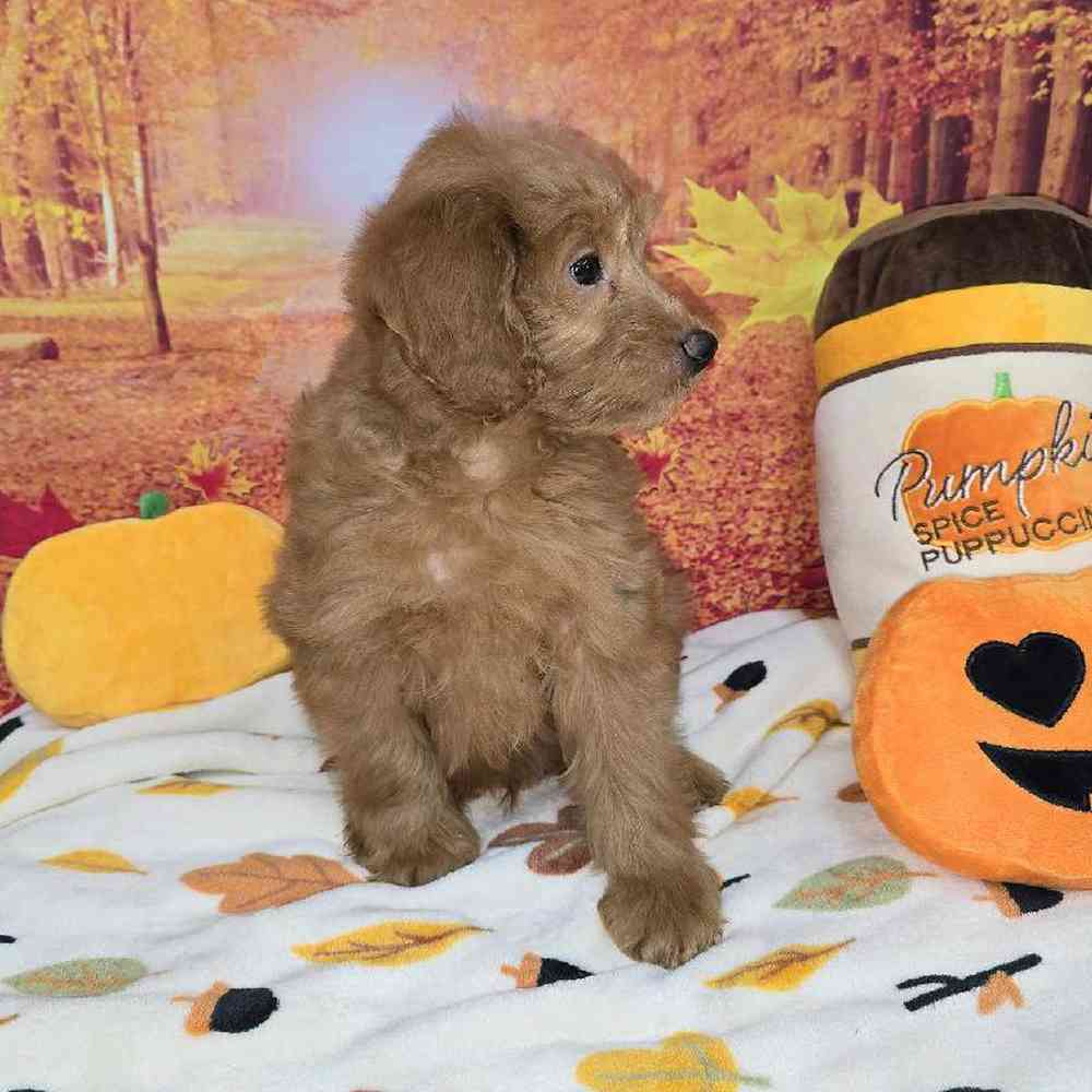 Male Mini Goldendoodle Puppy for Sale in Virginia Beach, VA