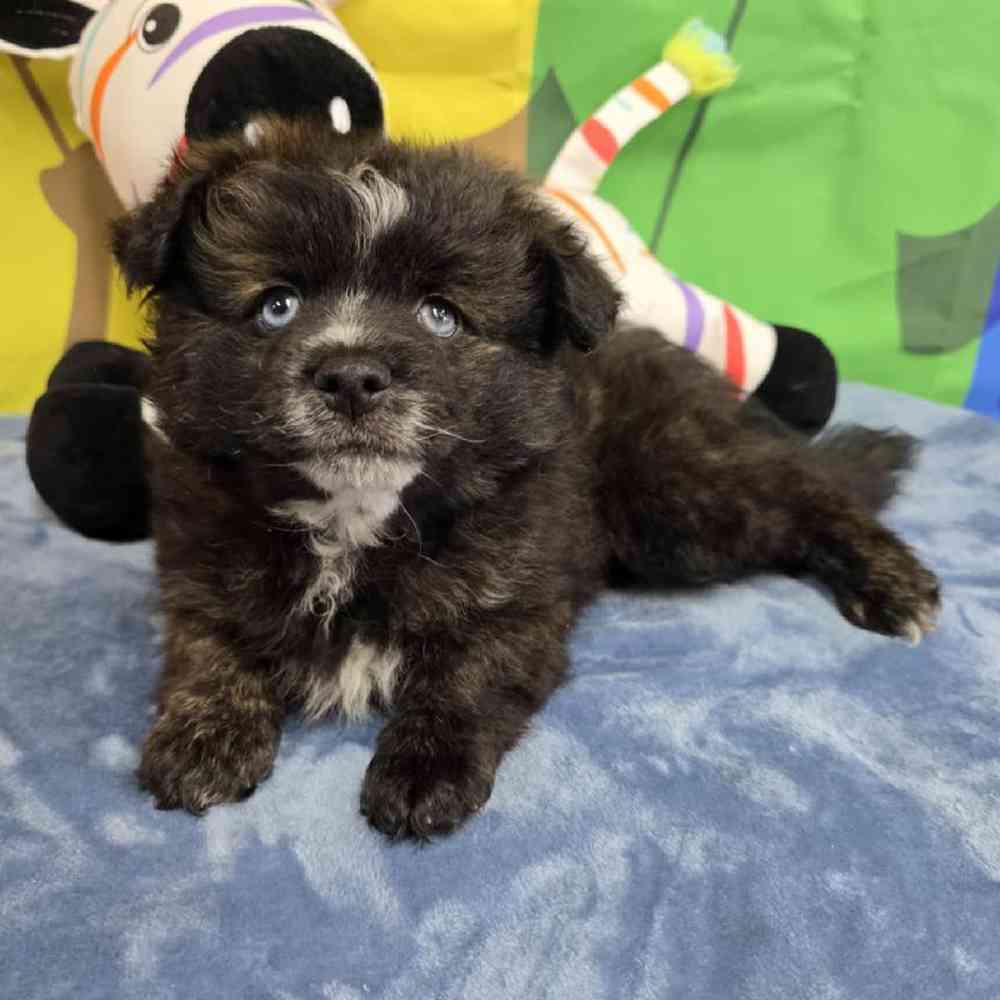 Male Pomsky Puppy for Sale in Virginia Beach, VA
