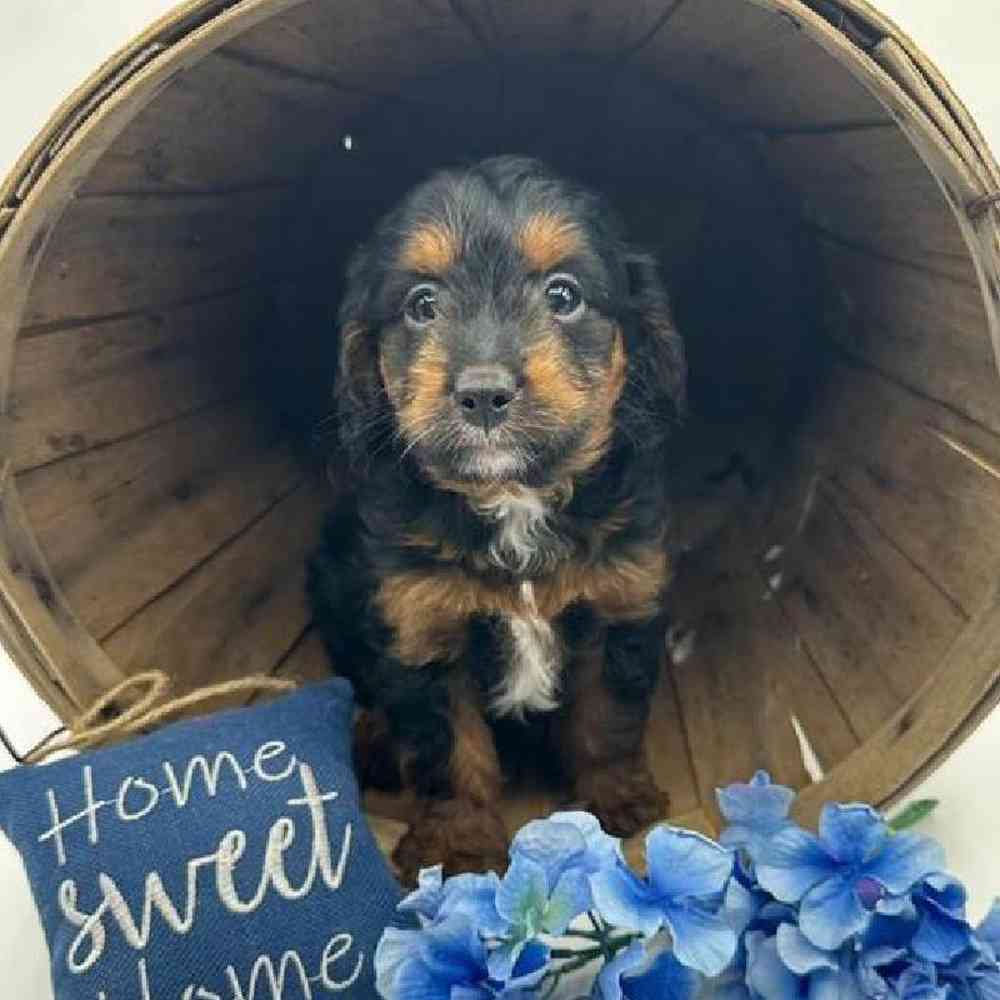 Male Mini Aussiedoodle Puppy for Sale in Virginia Beach, VA