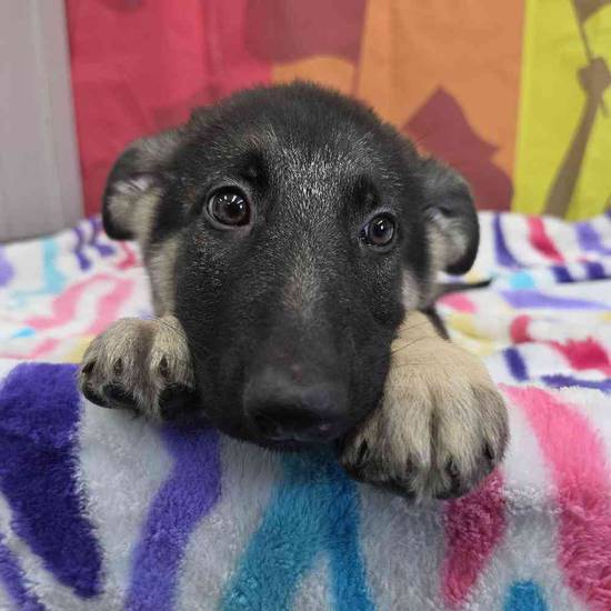 German Shepherd
