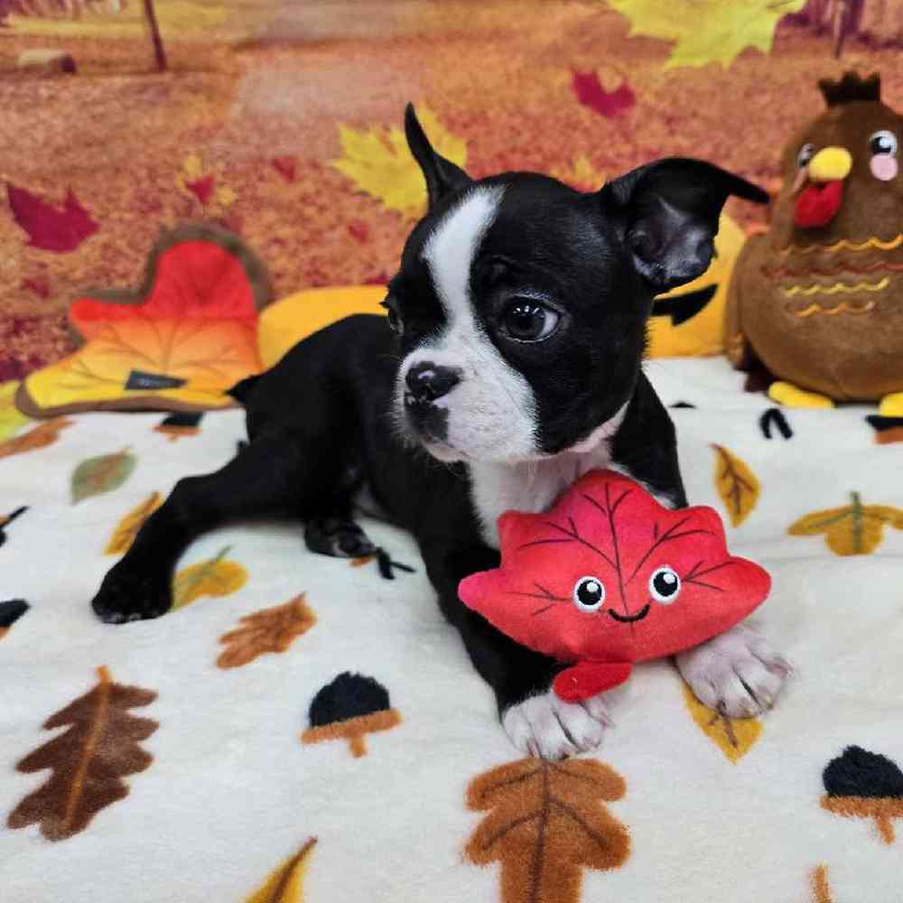 Male Boston Terrier Puppy for Sale in Virginia Beach, VA