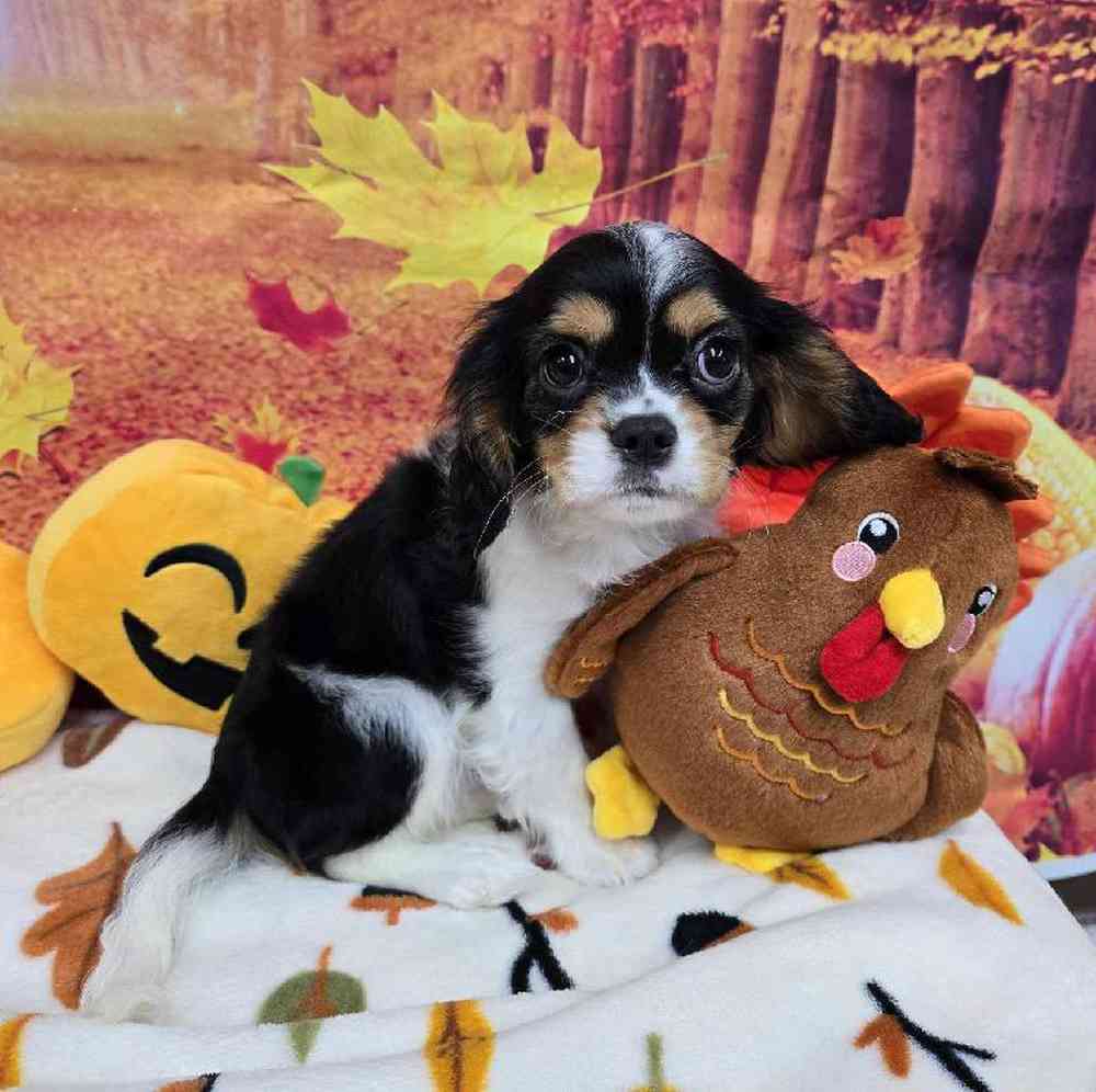 Male Cavalier King Charles Spaniel Puppy for Sale in Virginia Beach, VA