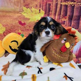 Cavalier King Charles Spaniel